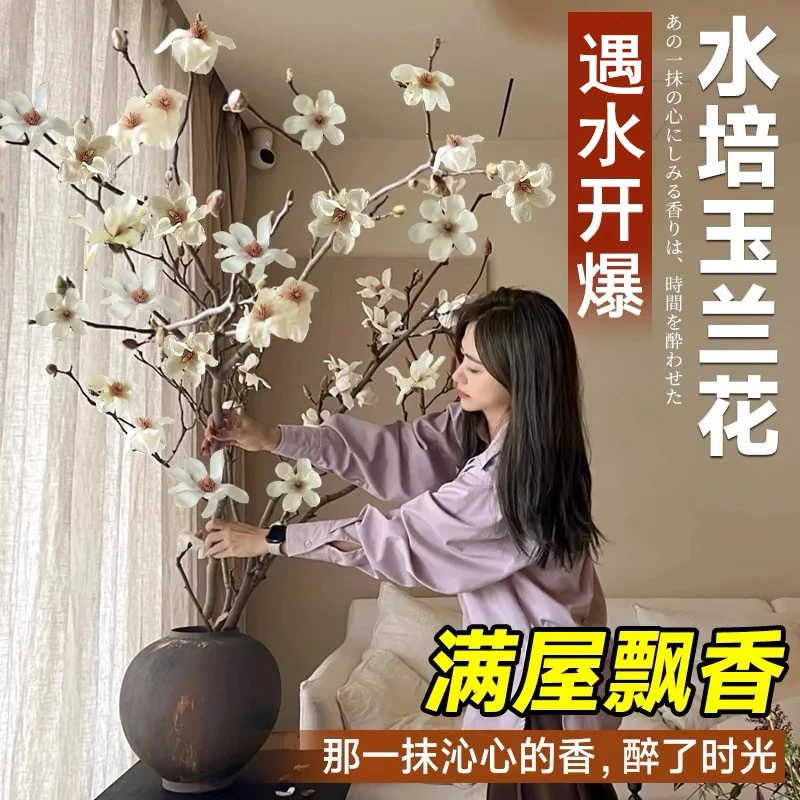 水培玉兰花鲜切枝带花苞红梅干枝水养鲜花卉室内好养耐寒植物盆栽
