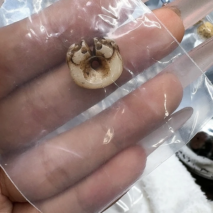 驼骨其他460配饰龙扣11左右尺寸