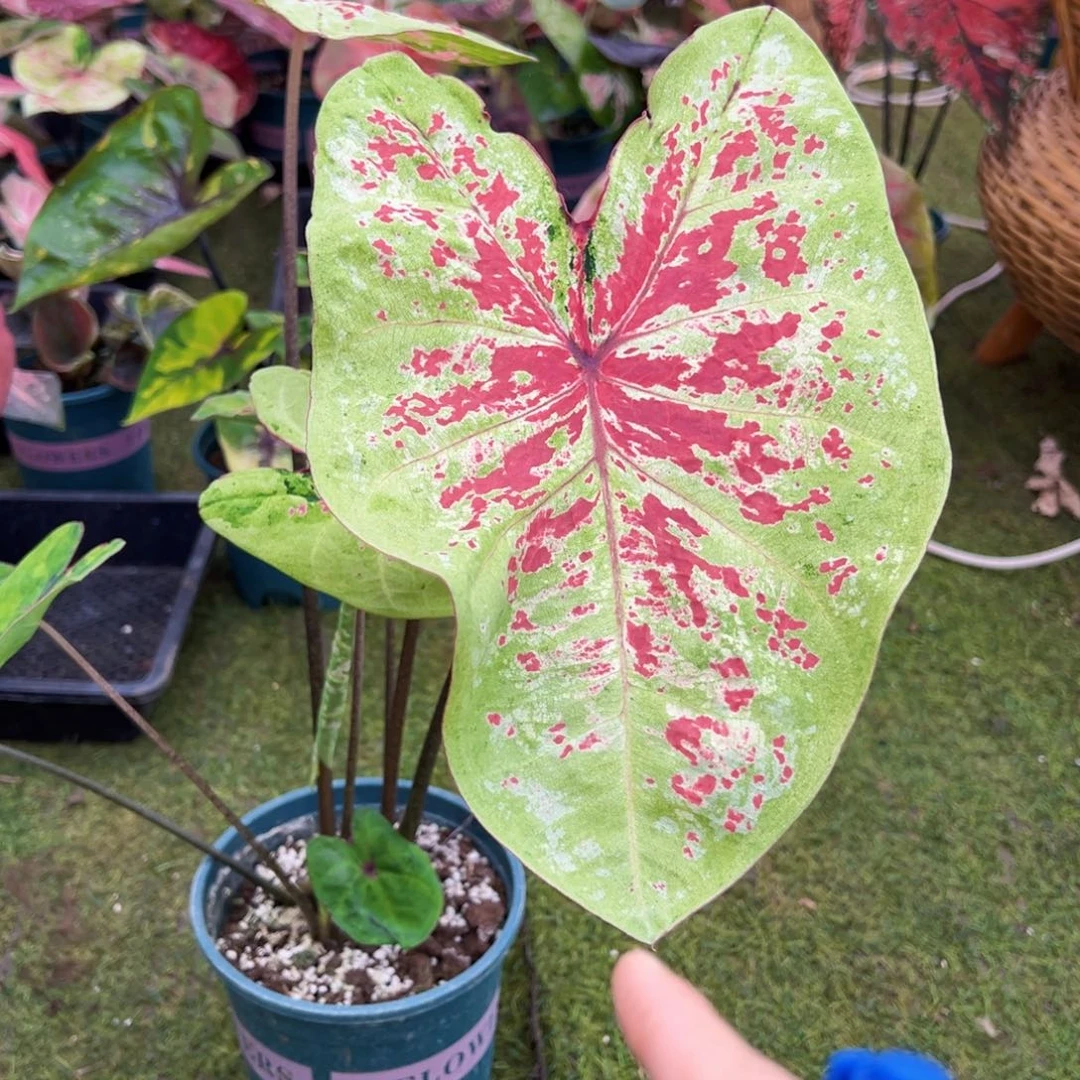 无花朵花脸覆盆子彩叶芋16