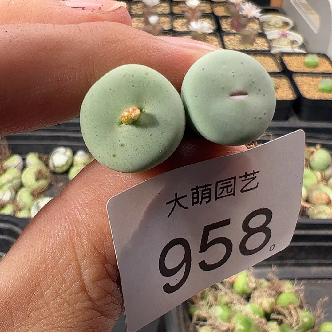 一物一拍。         958