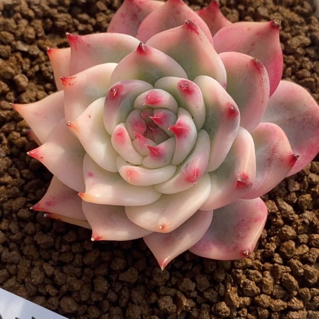 922吉娃锦大锦边