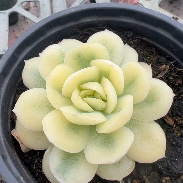 草莓冰宽锦一物一拍锦龙