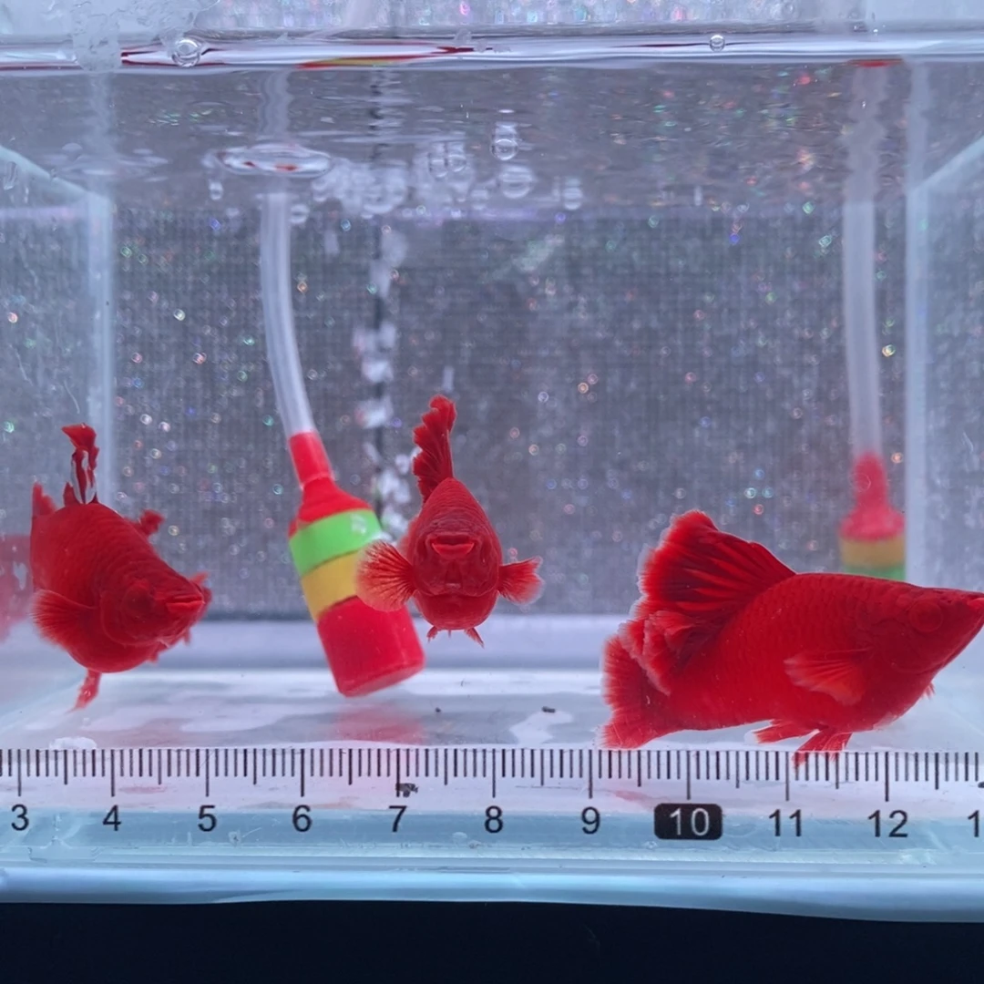 一***安红剑鱼高鳍红剑亚成2对