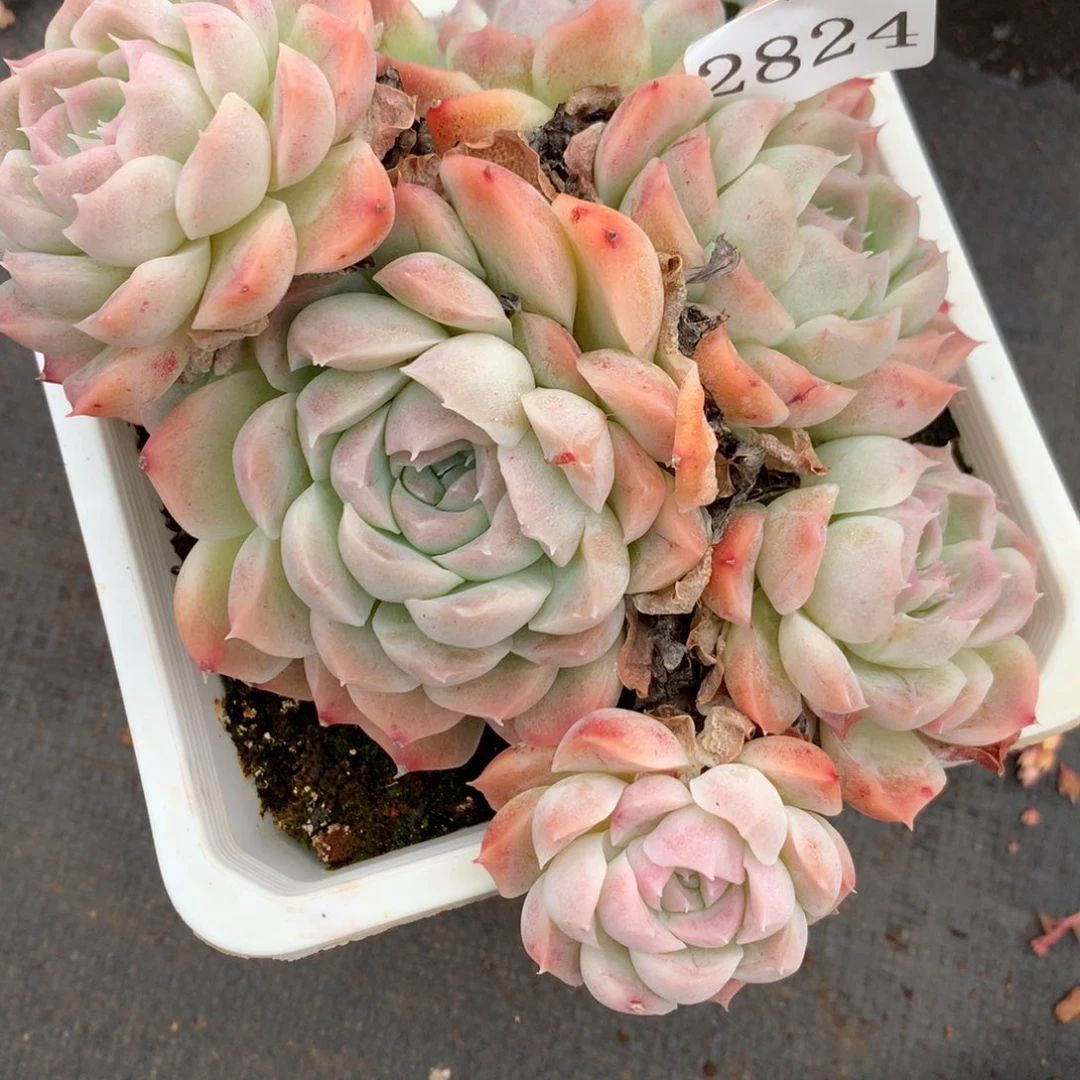 2824杂交多肉老桩