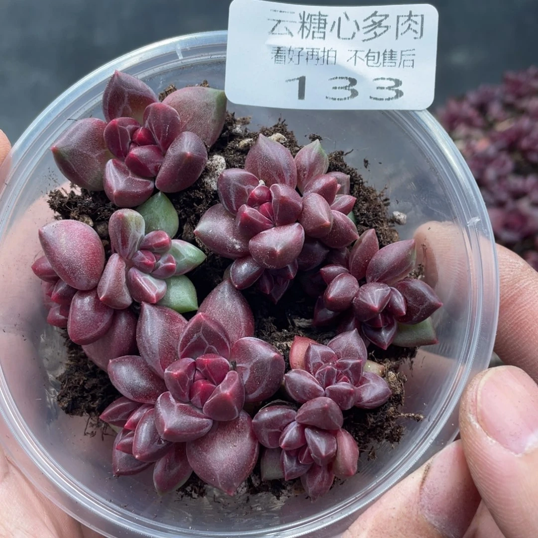 云糖心多肉植物133