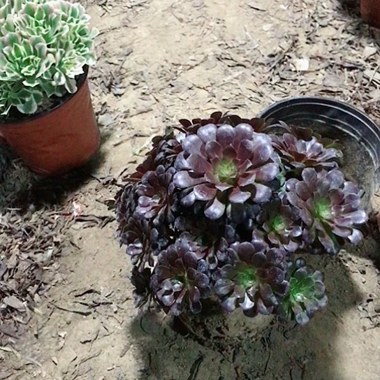 春***黑铜法师000000065