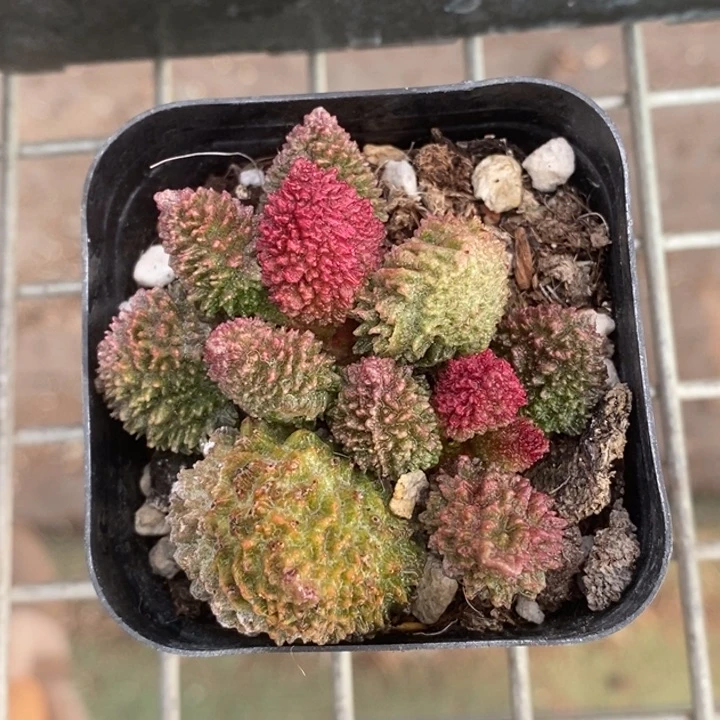 伯克利和格兰的故事也很