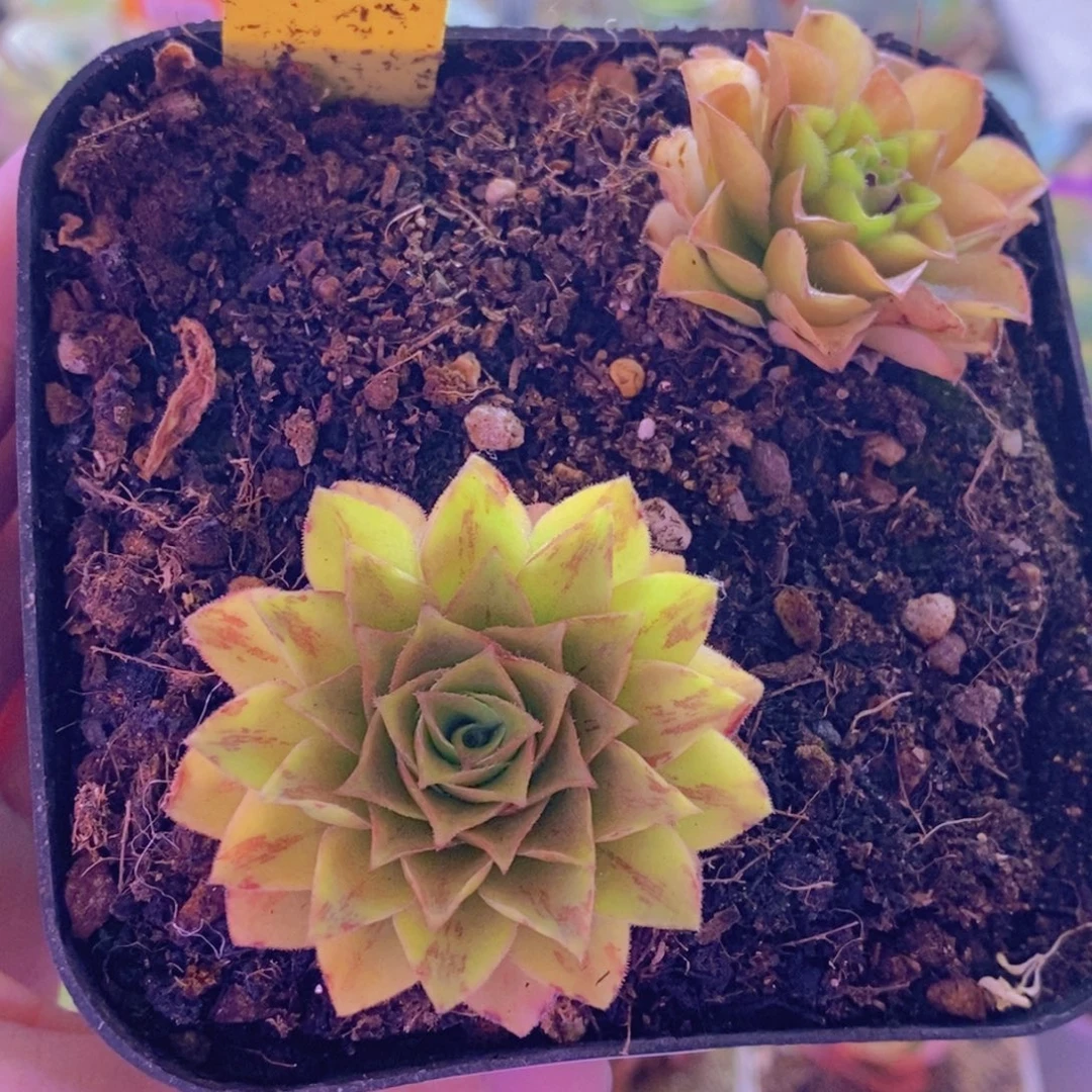 山地玫瑰一物一拍348