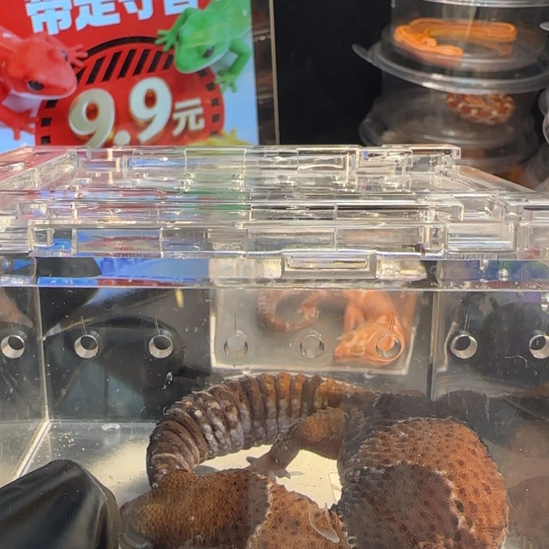 肥尾守宫00000019