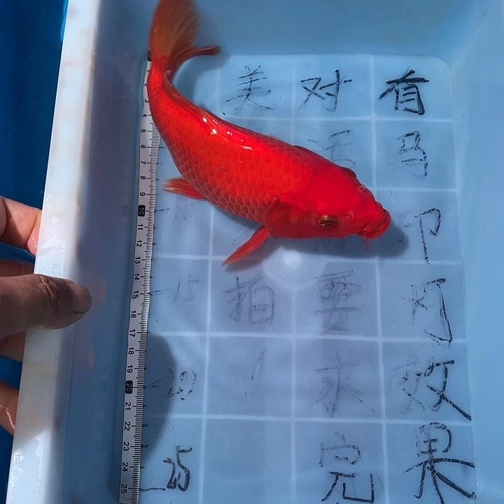 蝴蝶鲤渔场直发43
