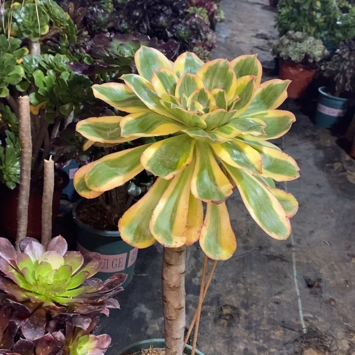 燕姿锦多肉植物12