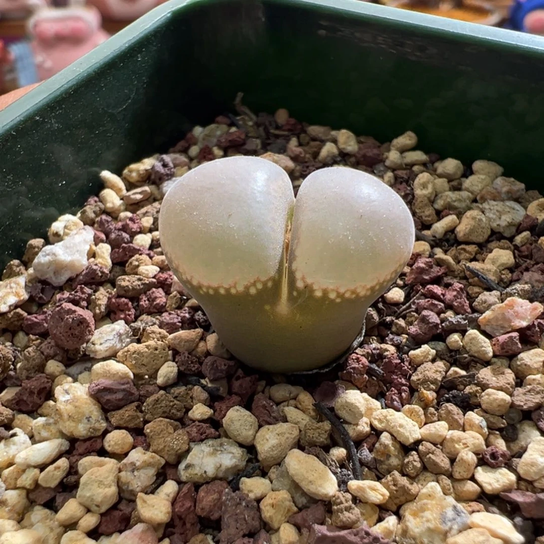 J****°120优选1804.5红宝石四年母本