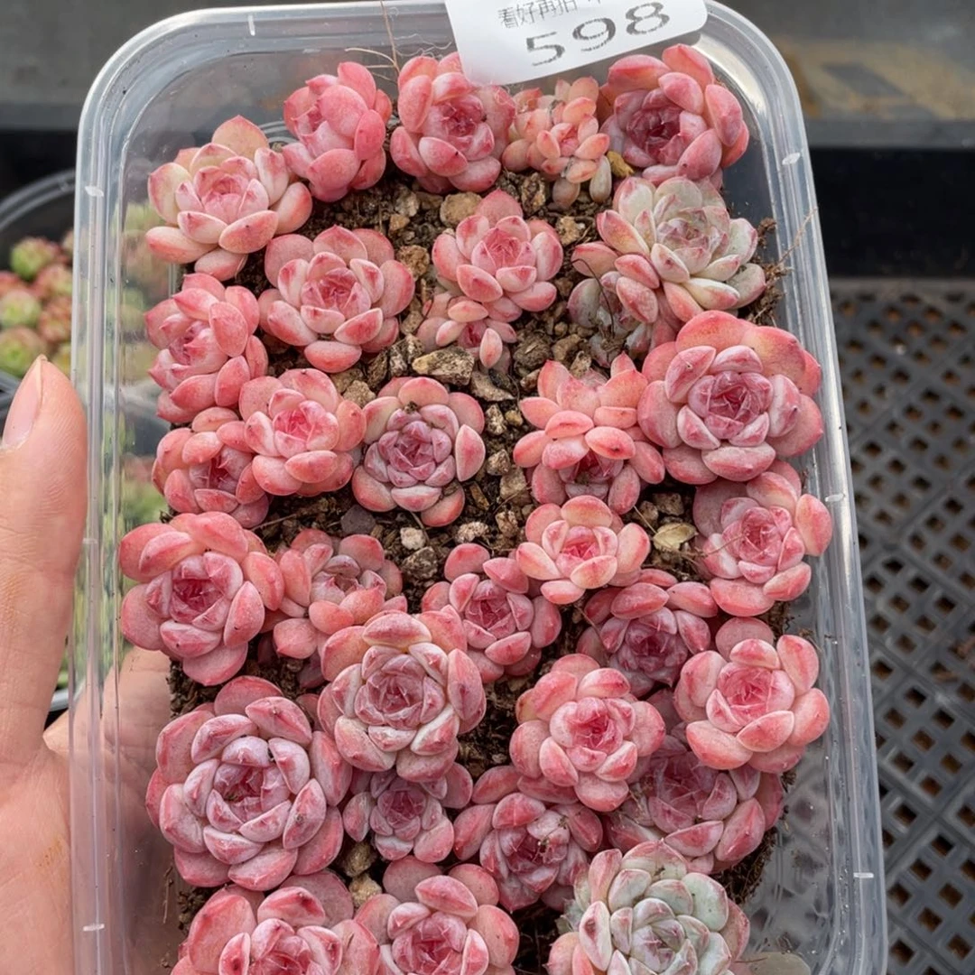 云糖心多肉植物598