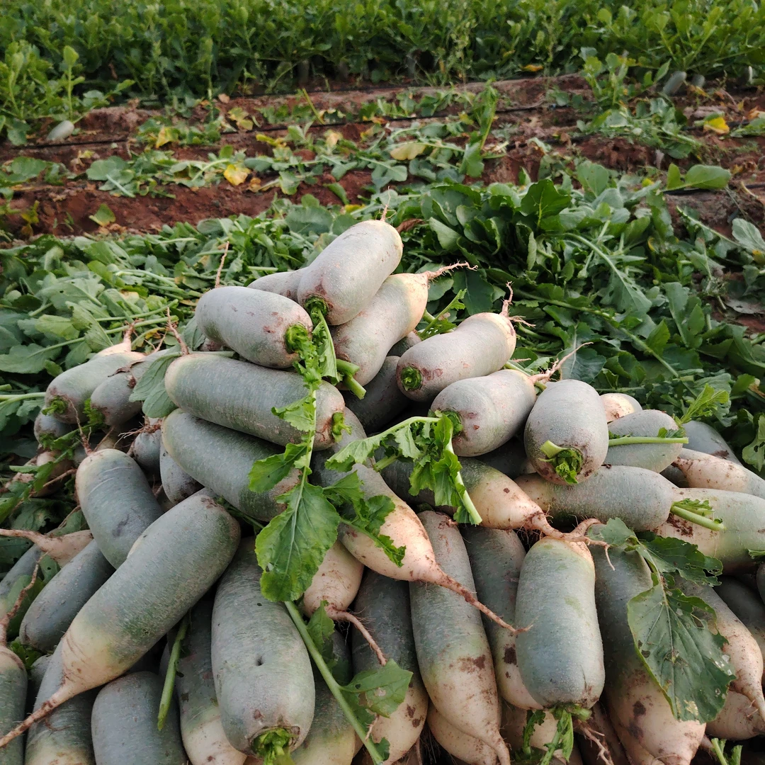 现拔新鲜青萝卜农家自种新鲜白萝卜辣萝卜