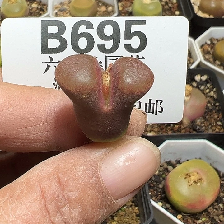 695号特价风铃多肉植物