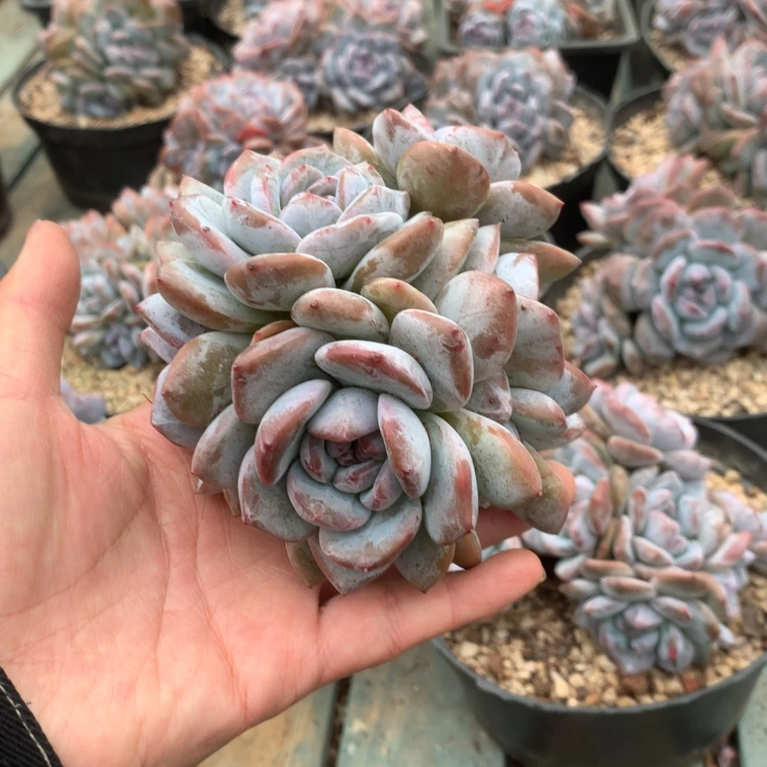 无花朵无砍哈哈哈哈哈哈哈1