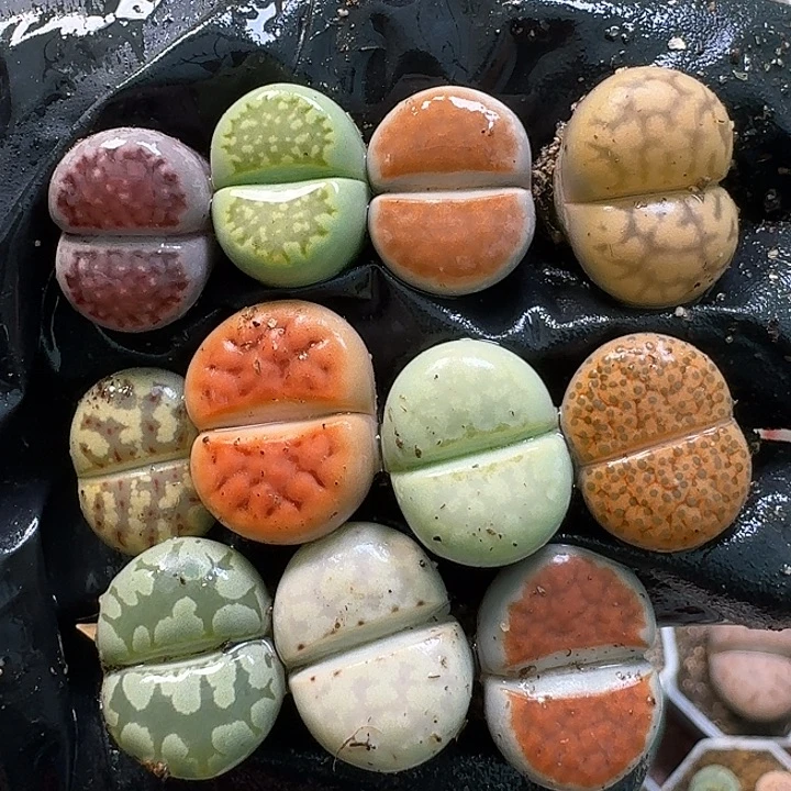 生石花111111。   229