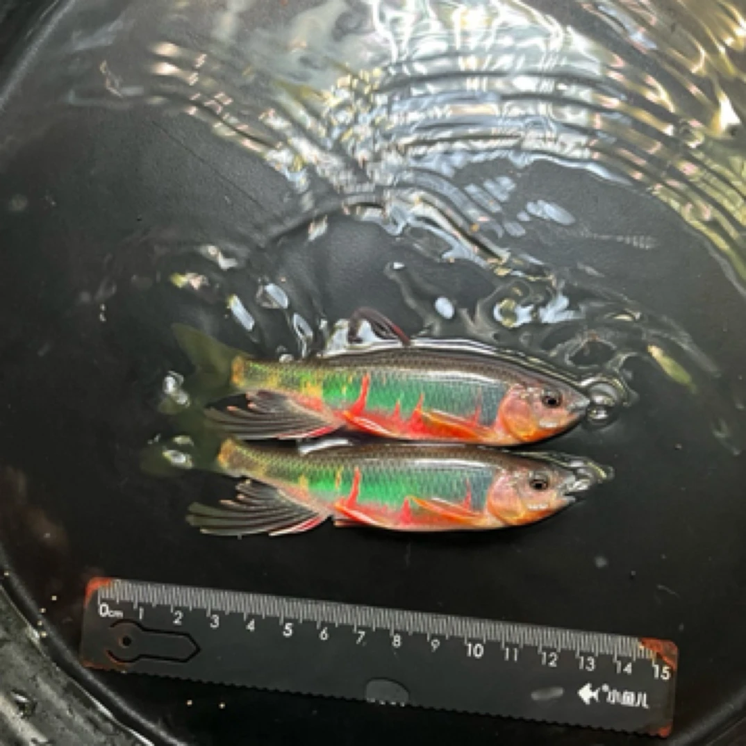 宽鳍鱲原生鱼野采类高屏鱲发色石斑彩鱼观赏冷水鱼活体淡水鱼耐养