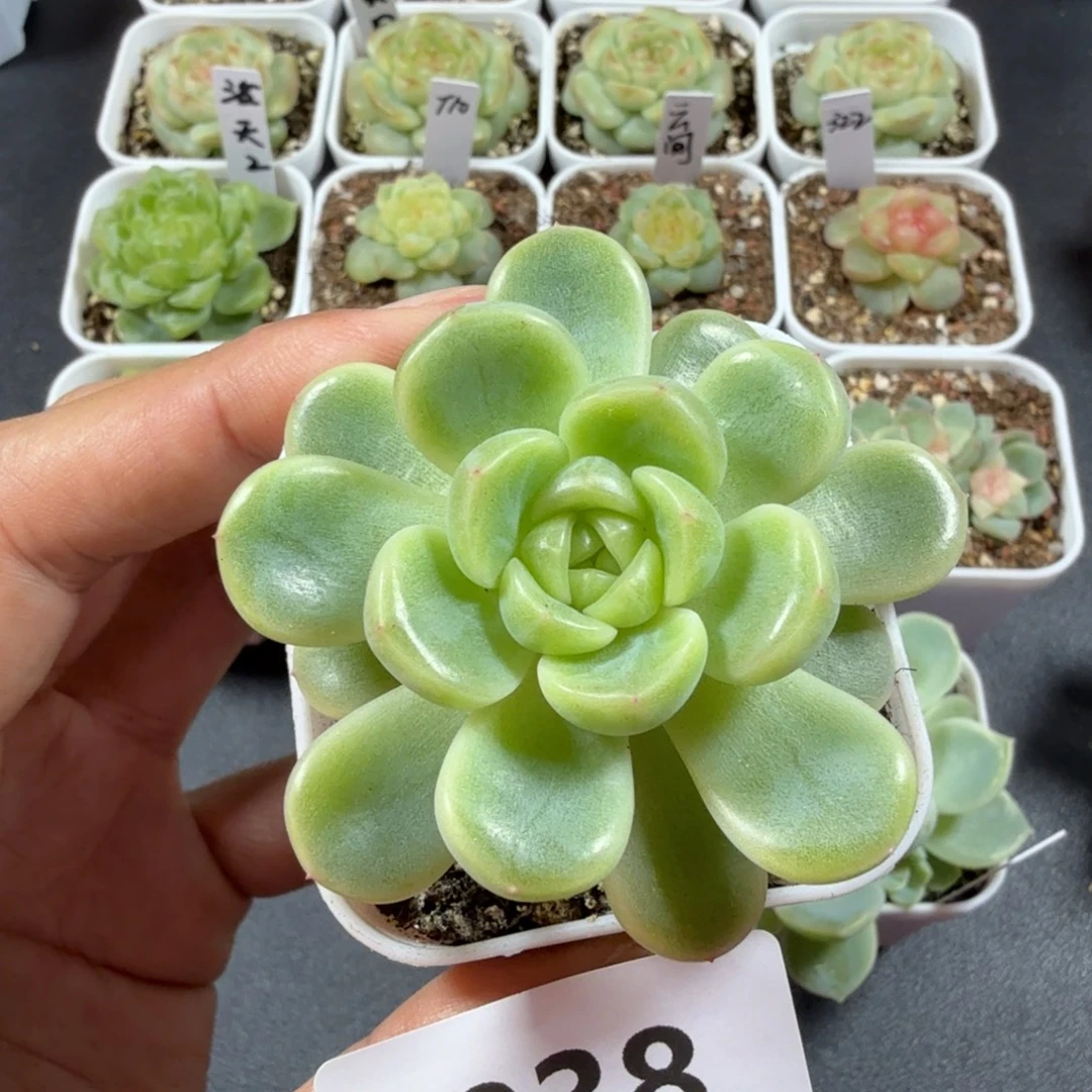 拿***姐甜心童话一物一拍038