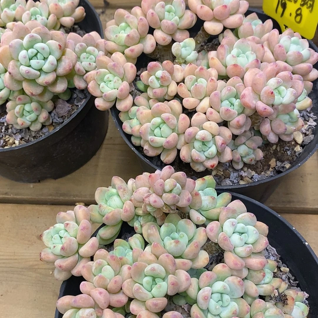 团。樱花罗琦。福利多多