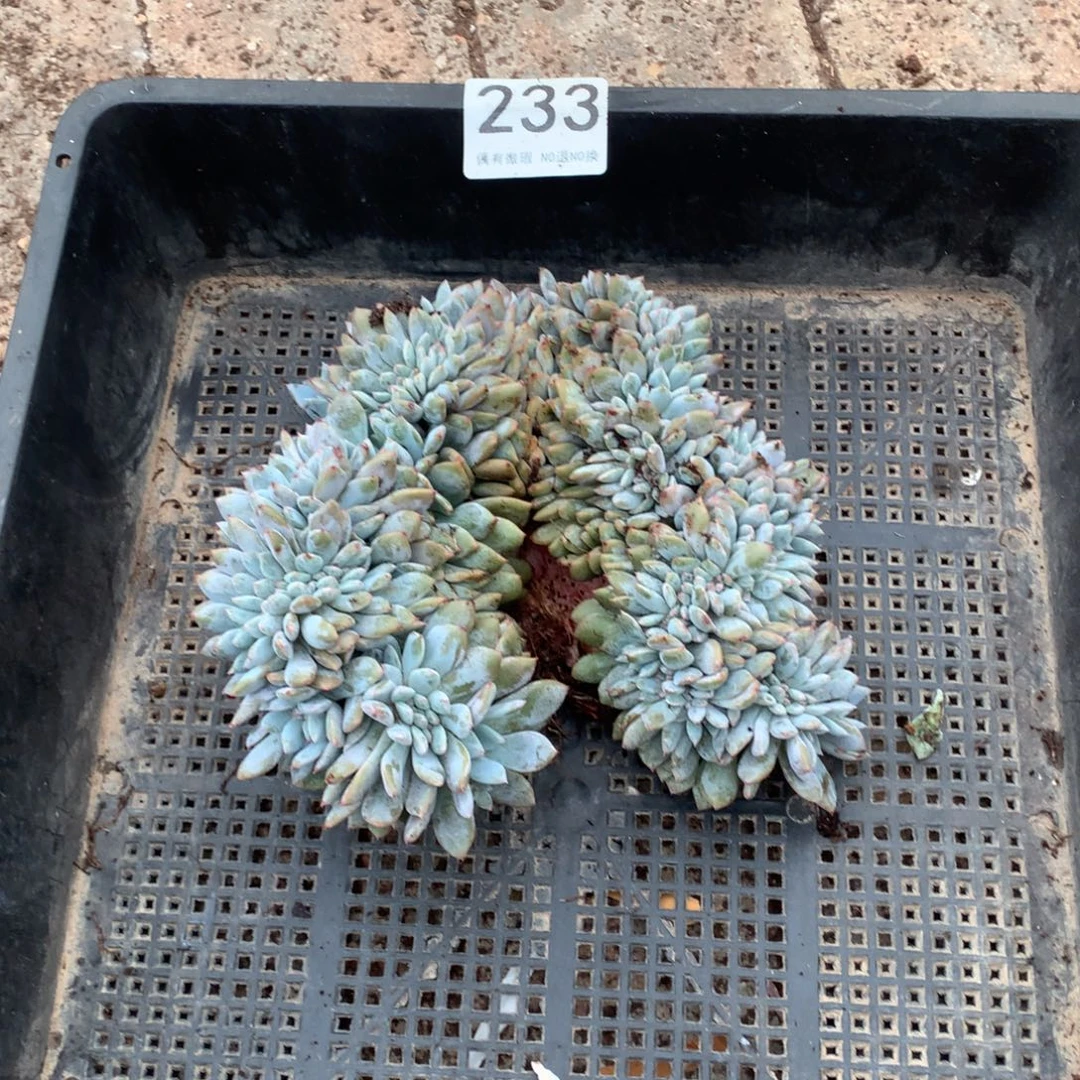 甜***柚233橙子缀化多肉植物