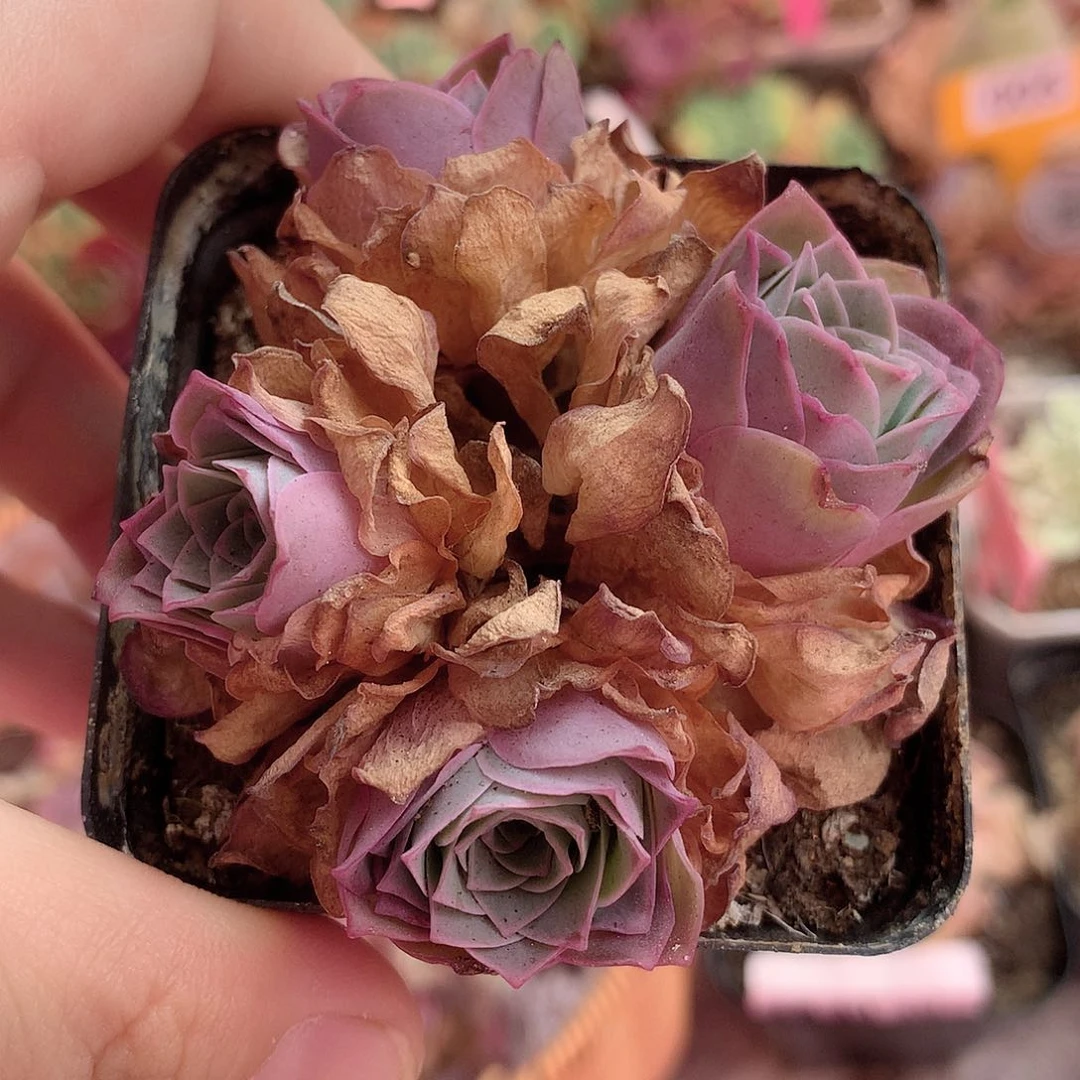 yjj042 山地玫瑰一物一拍