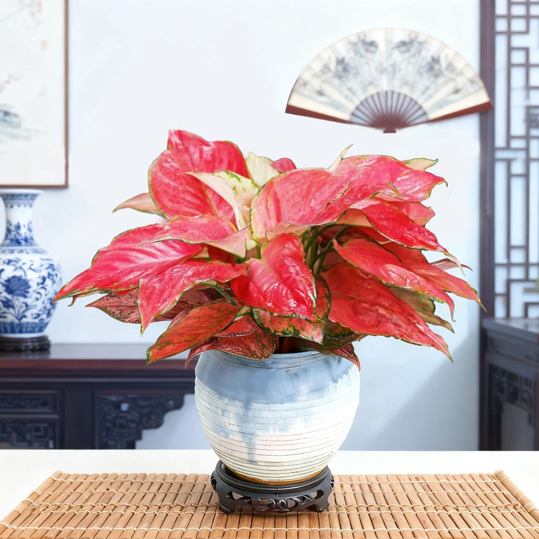 带白色陶瓷盆吉利红盆栽水培如意室内绿植办公室桌面花卉植物水养