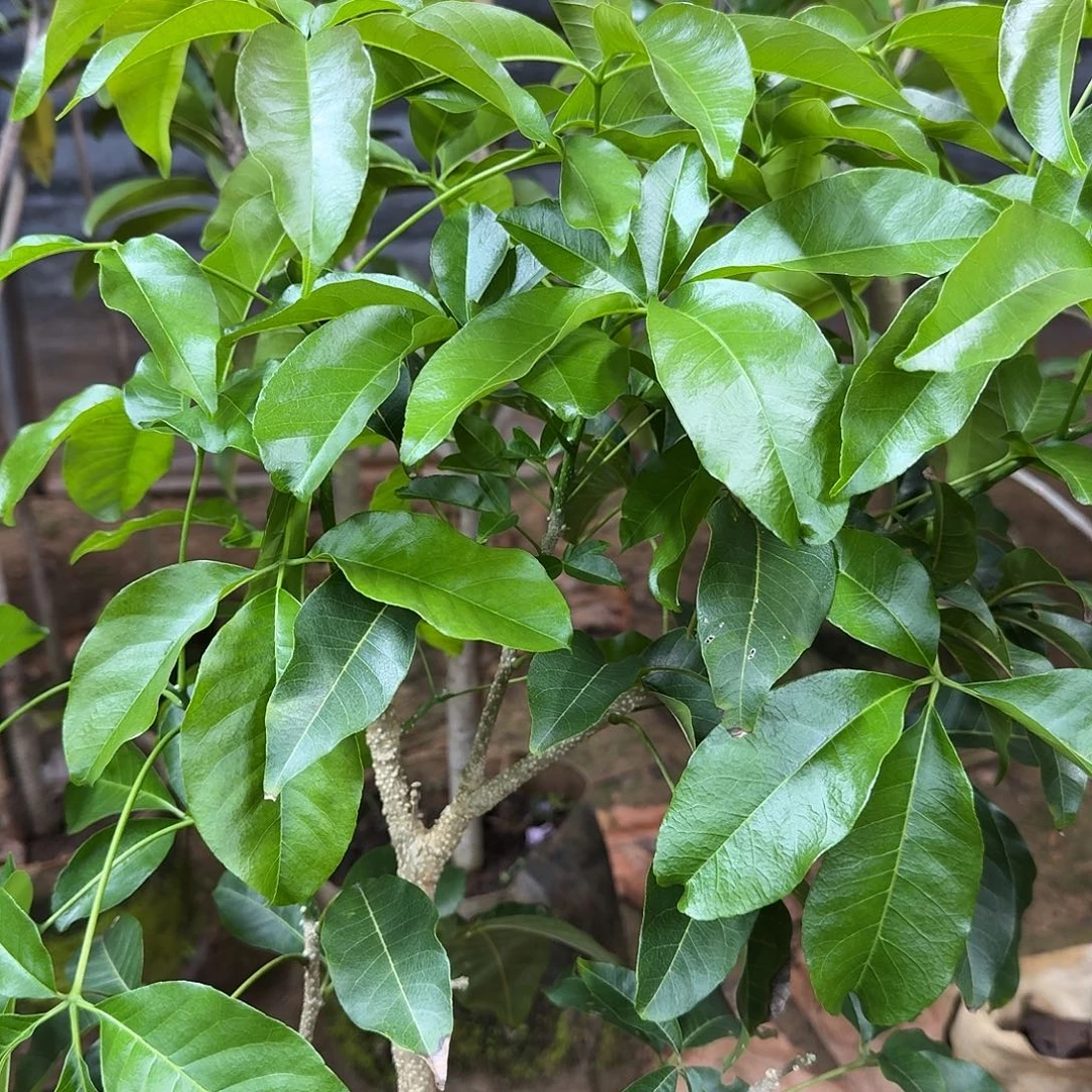 用***7当前无花栽培后可以开花状元红