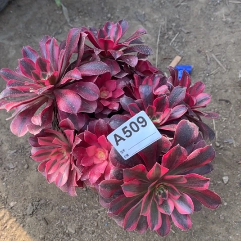 多肉植物美杜莎丛林