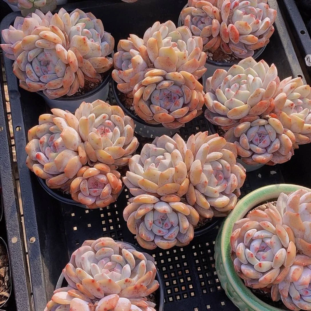 30-9-包包橙三头福利一颗 量拍