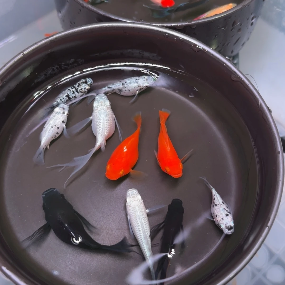 孔雀鱼玛丽球四色种鱼8+2备损