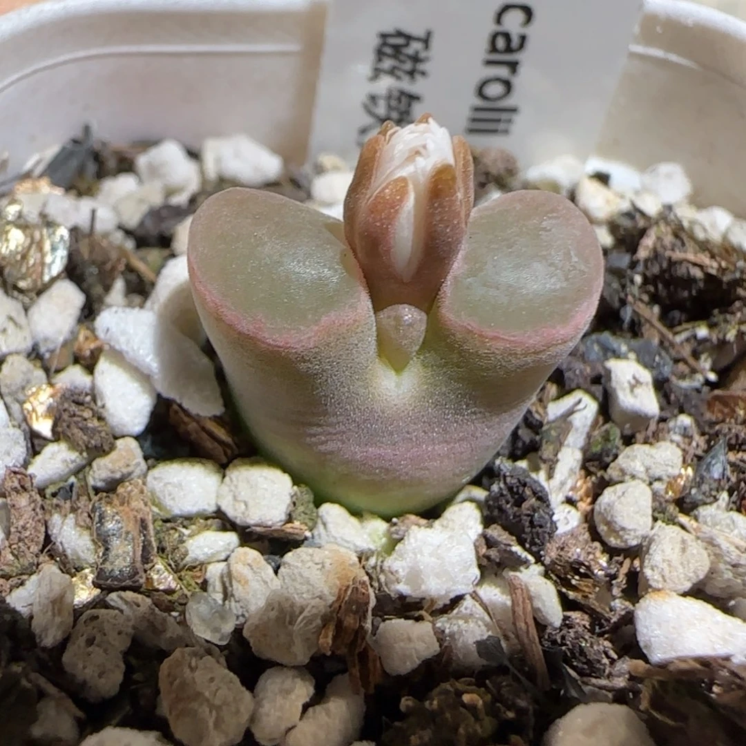 肉锥多肉植物组合-磁铁140