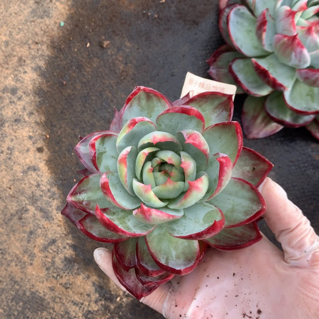 1145号多肉植物福利