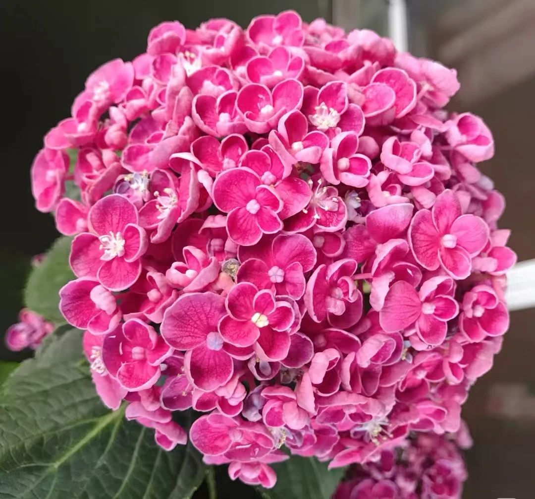 （枚红色爆米花）爆花机器，单瓣小花绣球花适合阳台庭院种植