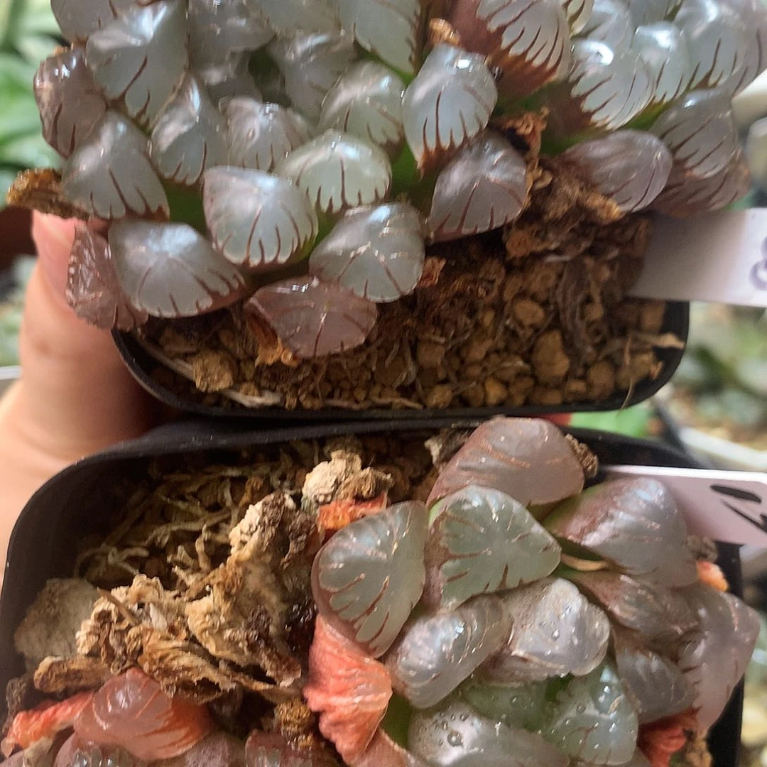 紫镜，一物一拍，欢迎