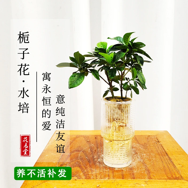 水培栀子花盆栽花卉 可车载