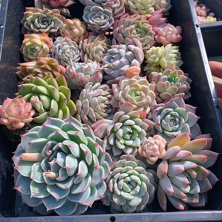 51 多肉植物盆栽花卉植物