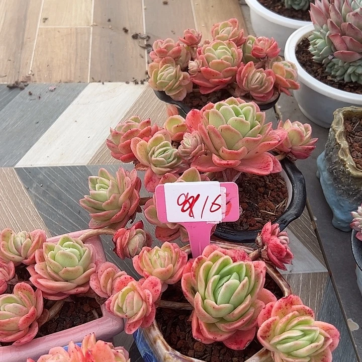 16一筐脱土多肉脱土