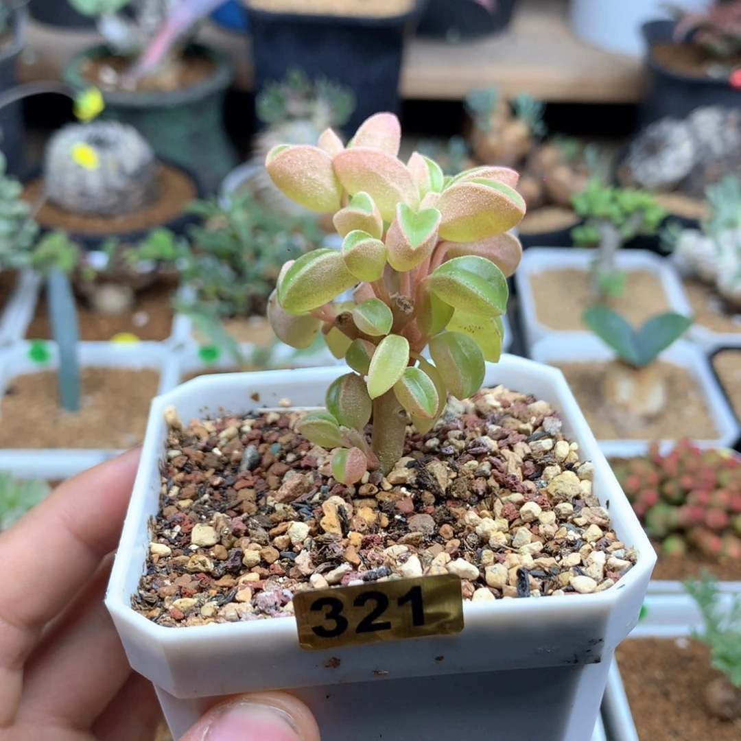 粉贝椒草多肉脱土不包叶子 321