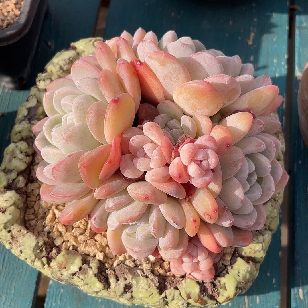 雪媚娘群生多肉植物一物一拍