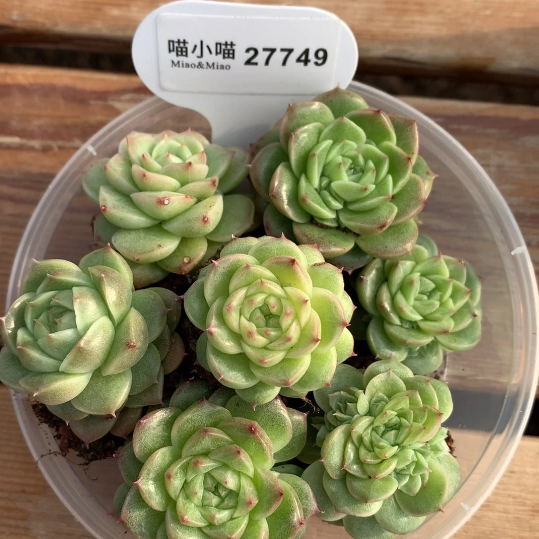 么*多肉植物麦秆珍妮