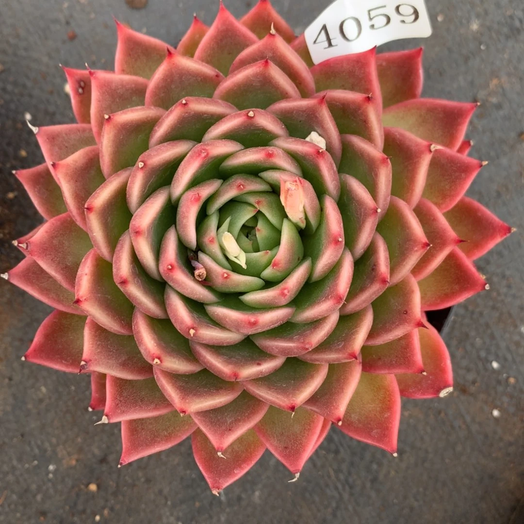 4059杂交精品基地12厘米