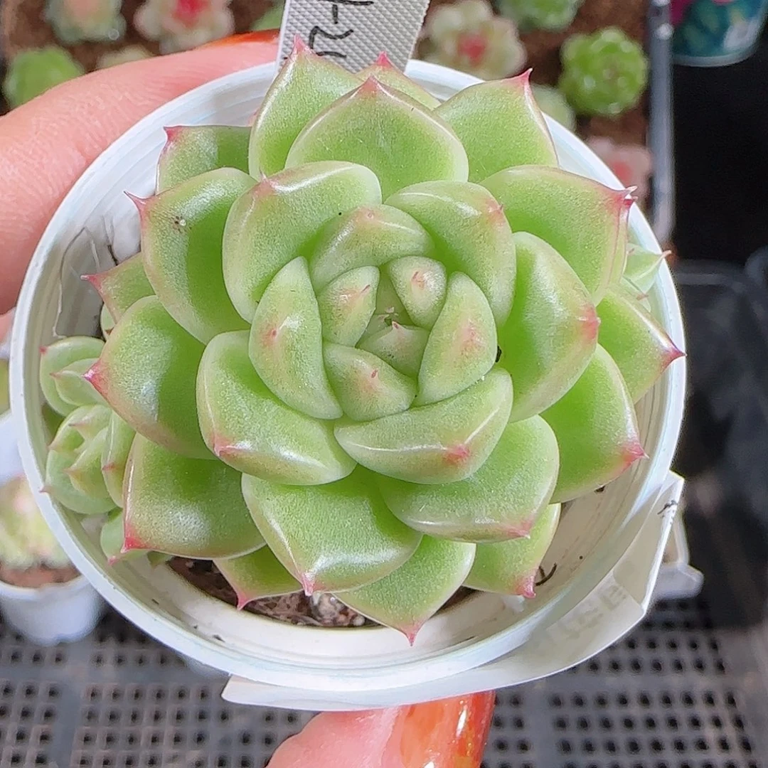 1025--370m1-249-1一物一拍