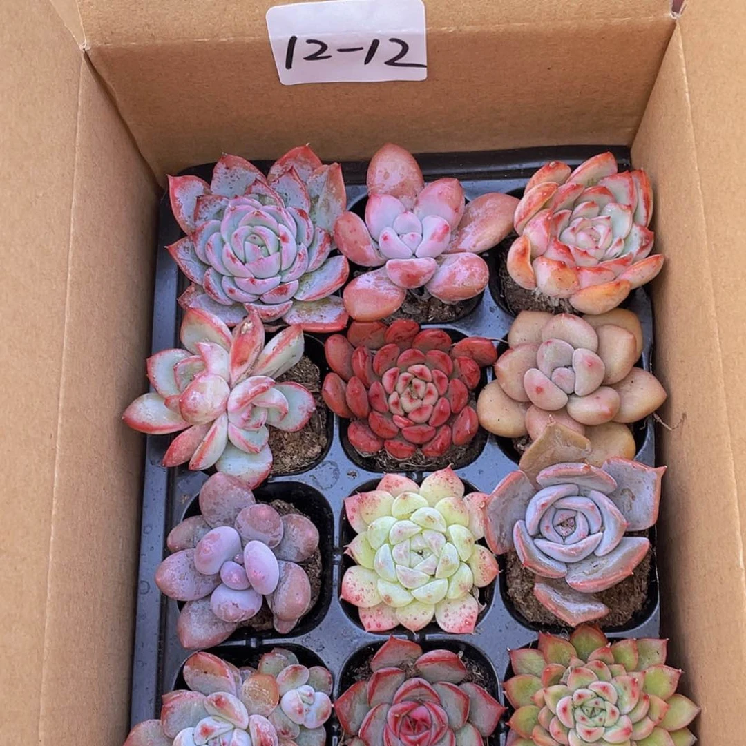 【闪购商品】12颗-12