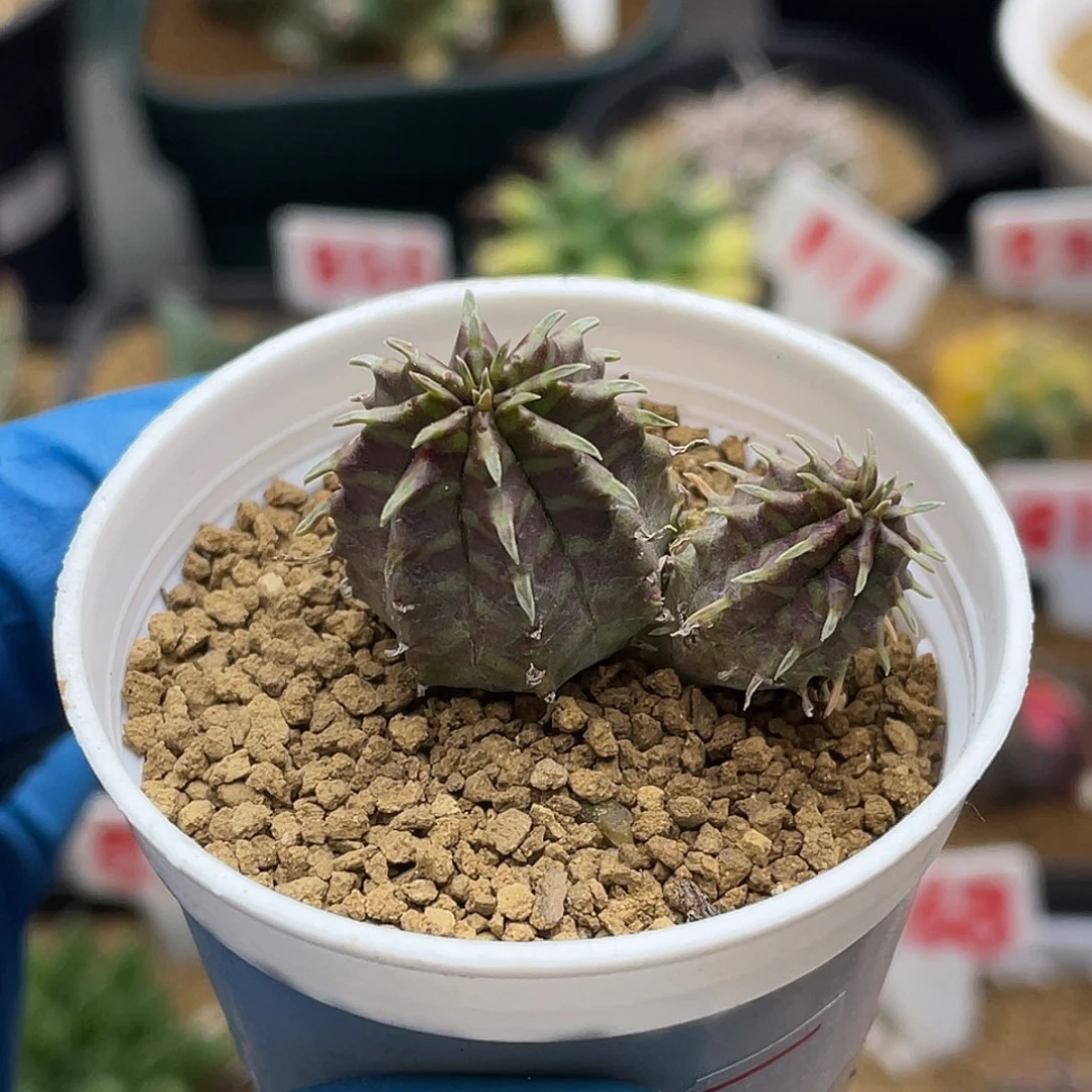 斑马法丽达双头仙人球