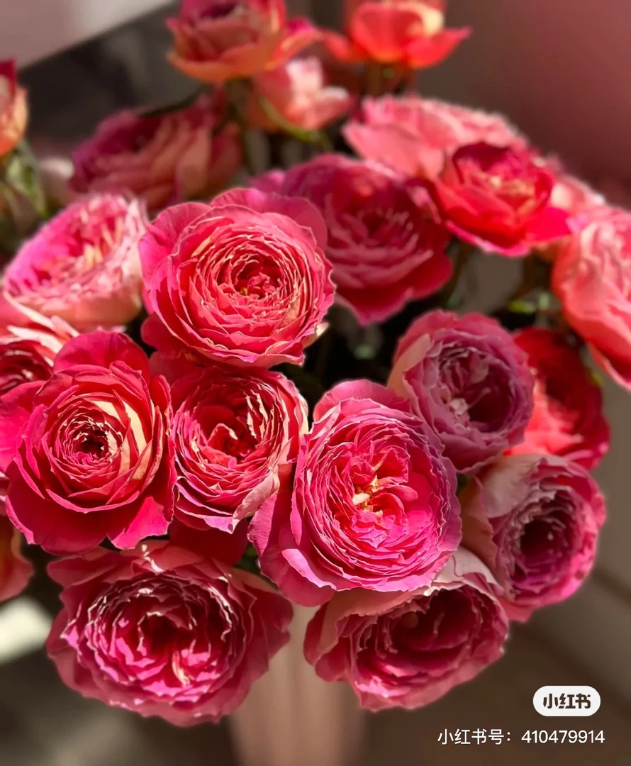 楠桐奢香夫人单头玫瑰20支两单包邮