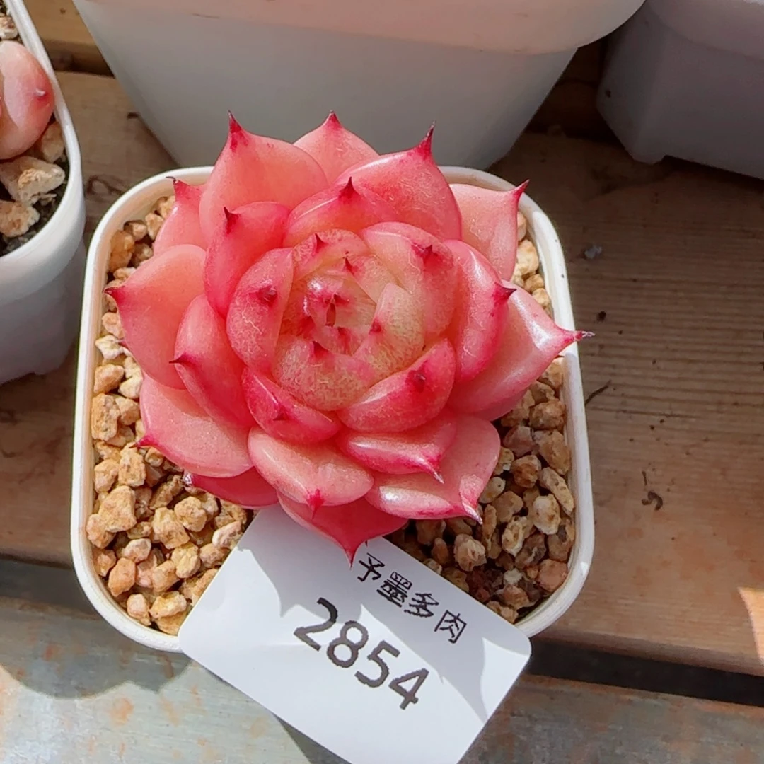 迪***闪玉玲珑，2854多肉植物