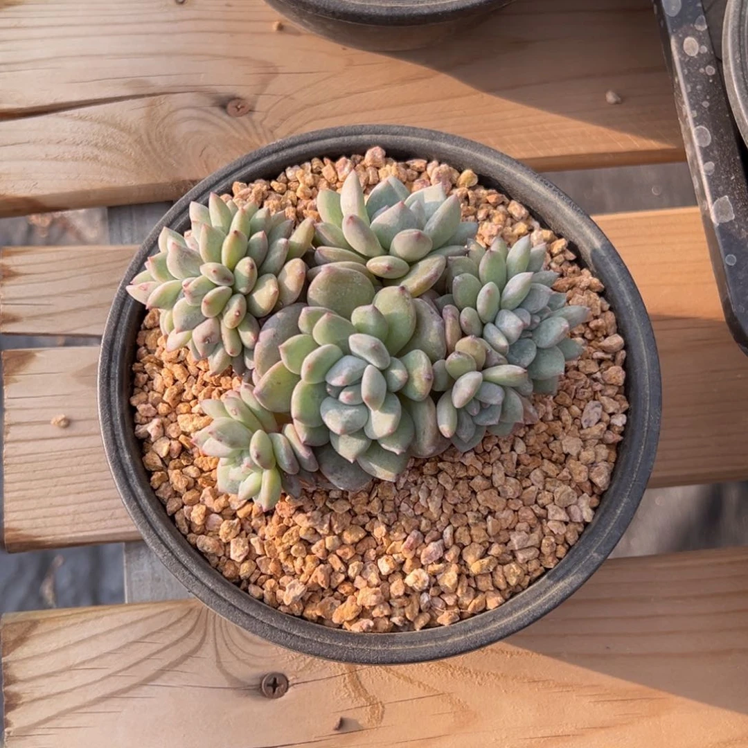 ?**?新年快乐 新年快乐