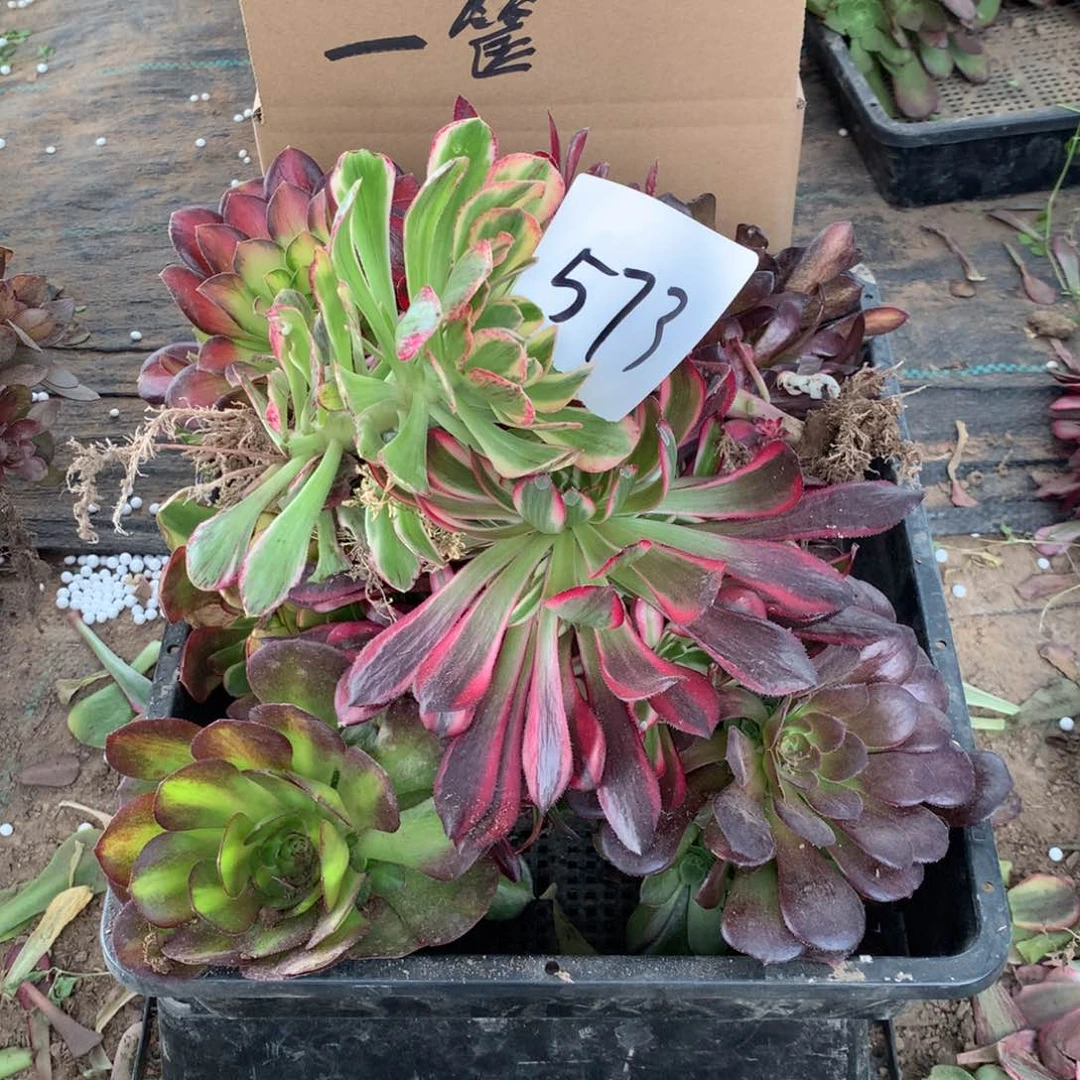 573多肉植物盆栽