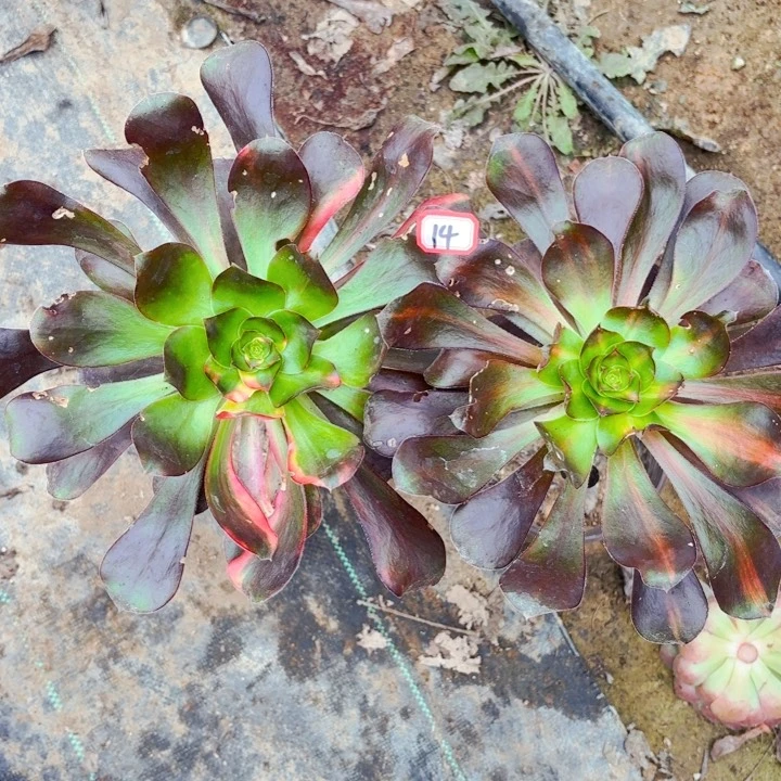 组合两个14法师多肉